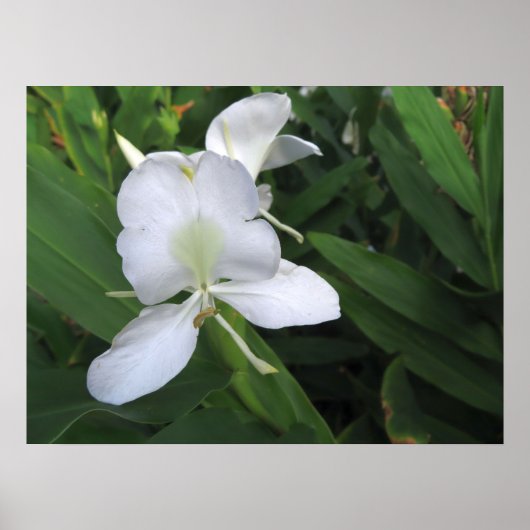 Hawaiian White Ginger Blume Poster (Vorne)