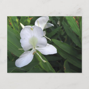 Hawaiian White Ginger Blume Postkarte