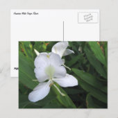 Hawaiian White Ginger Blume Postkarte (Vorne/Hinten)
