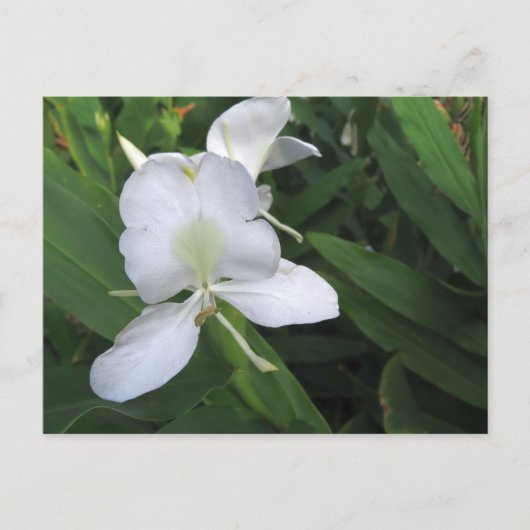 Hawaiian White Ginger Blume Postkarte (Vorderseite)