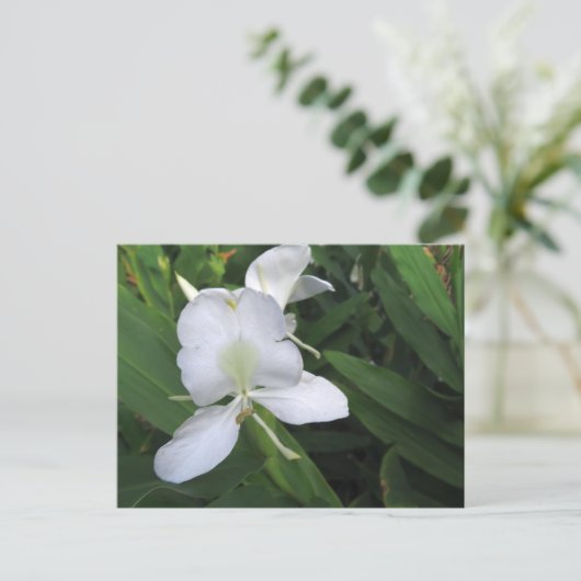 Hawaiian White Ginger Blume Postkarte (Stehend Vorderseite)