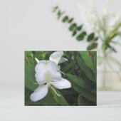 Hawaiian White Ginger Blume Postkarte (Stehend Vorderseite)