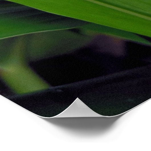 Hawaiian White Ginger Poster (Ecke)