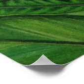 Hawaiian White Ginger Poster (Ecke)