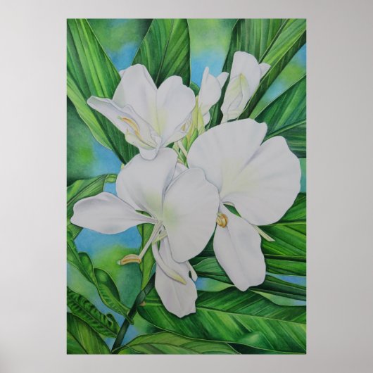Hawaiian White Ginger Poster (Vorne)