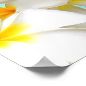 Hawaiian white plumeria flower blue poster (Ecke)