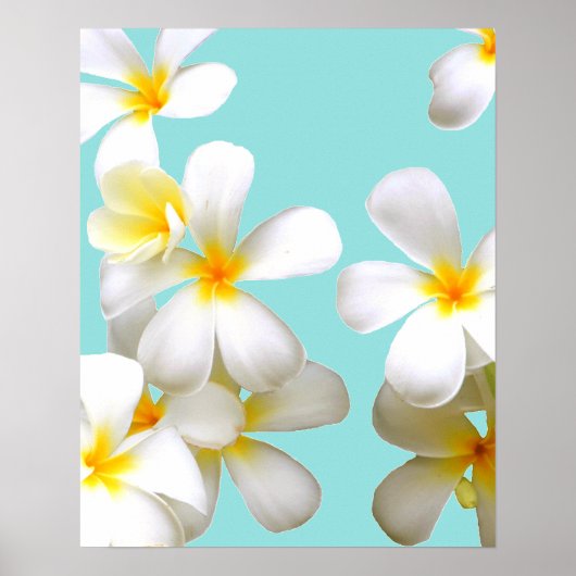 Hawaiian white plumeria flower blue poster (Vorne)