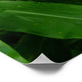 Hawaiian Yellow Ginger Poster (Ecke)