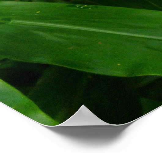 Hawaiian Yellow Ginger Poster (Ecke)