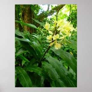 Hawaiian Yellow Ginger Poster
