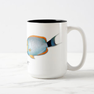 Hawaiianer verdeckter Angelfish, Genicanthus Zweifarbige Tasse