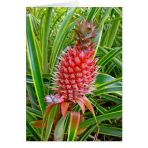 Hawaiianische Ananas