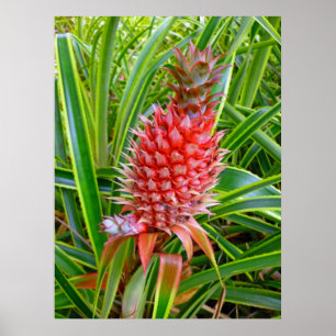 Hawaiianische Ananas Poster