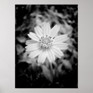 Hawaiianische Blume B&W Poster