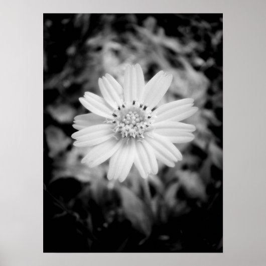 Hawaiianische Blume B&W Poster (Vorne)