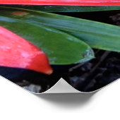 Hawaiianische Blume Poster (Ecke)