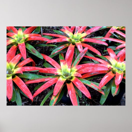 Hawaiianische Blume Poster (Vorne)