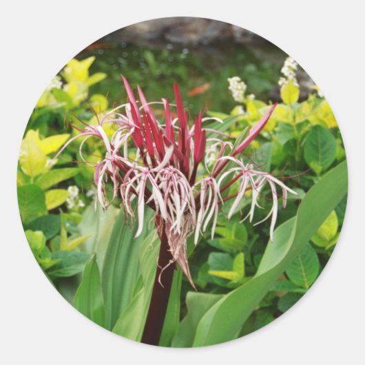 hawaiianische Blume Runder Aufkleber (Vorderseite)