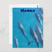 Hawaiianische Delphine Postkarte (Vorne/Hinten)