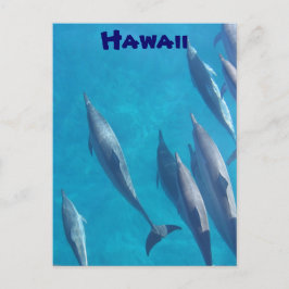 Hawaiianische Delphine Postkarte