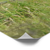 Hawaiianische Eule sitzt auf Zaun Poster (Ecke)