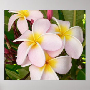 Hawaiianische Frangipani Glückselige Blüten Plumer Poster