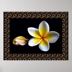 Hawaiianische Frangipani Glückselige Blüten Plumer Poster