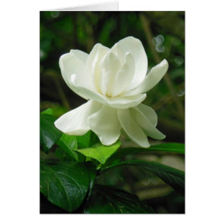 Hawaiianische Gardenie