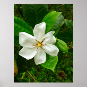 Hawaiianische Gardenie Poster