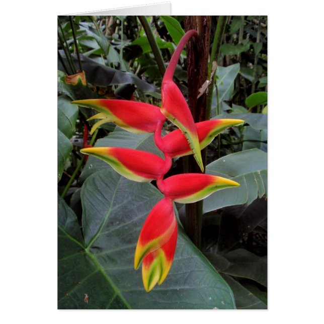 Hawaiianische Heliconia (Vorne)