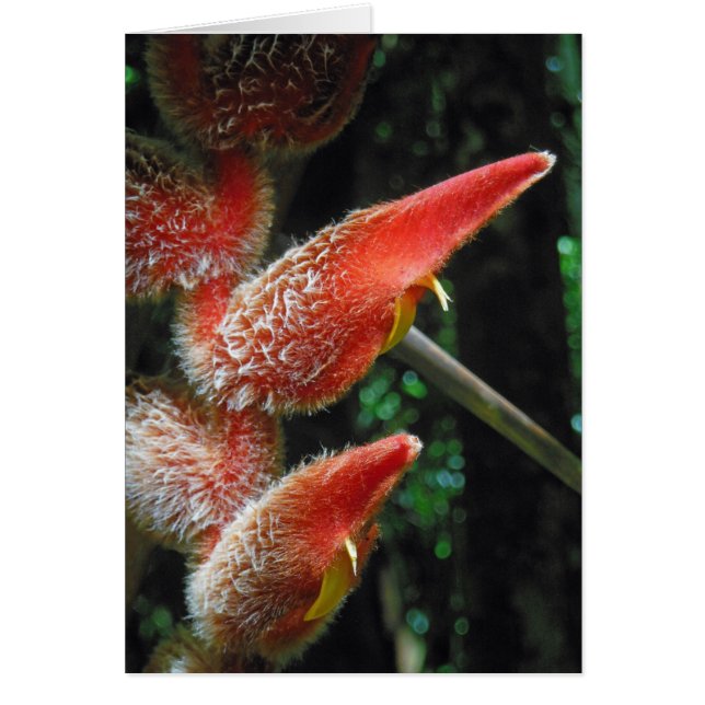 Hawaiianische Heliconia (Vorne)