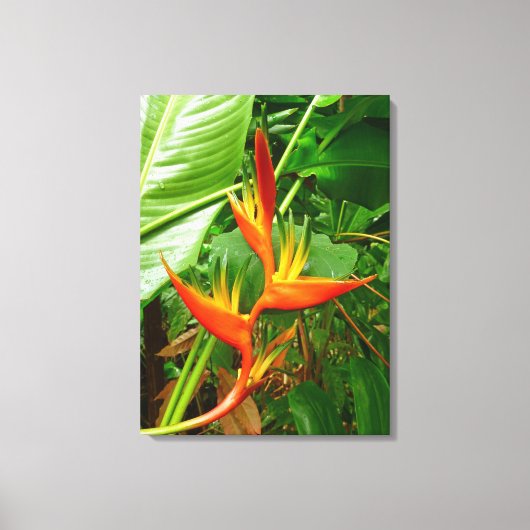 Hawaiianische Heliconia Leinwanddruck (Vorderseite)