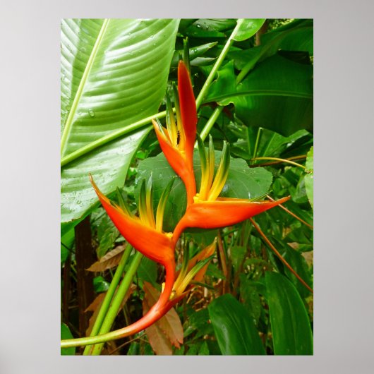Hawaiianische Heliconia Poster (Vorne)