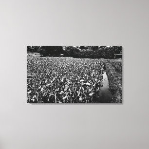 Hawaiianische InselnTaro-FeldfotografieHawaii Leinwanddruck