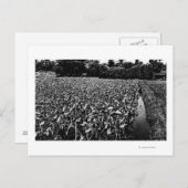 Hawaiianische InselnTaro-FeldfotografieHawaii Postkarte (Vorne/Hinten)