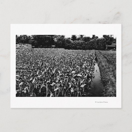 Hawaiianische InselnTaro-FeldfotografieHawaii Postkarte (Vorderseite)