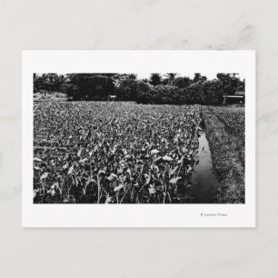 Hawaiianische InselnTaro-FeldfotografieHawaii Postkarte