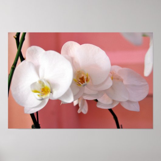 Hawaiianische Orchideen Nummer drei Print Poster (Vorne)