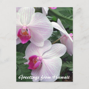 Hawaiianische Orchideen Postkarte
