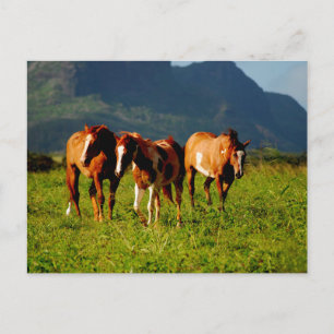 Hawaiianische Pferde Postkarte