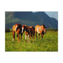 Hawaiianische Pferde