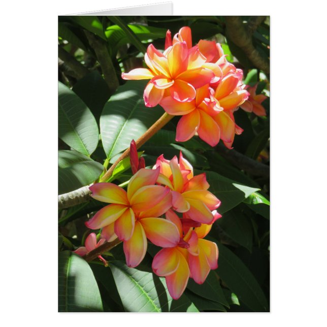 Hawaiianische Plumeria (Vorne)