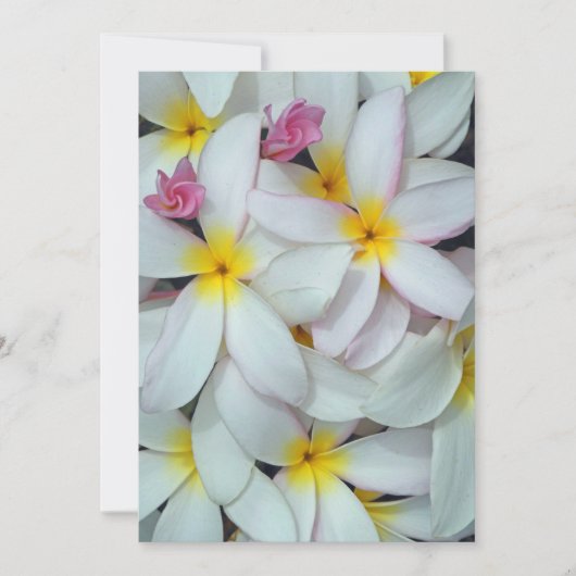 Hawaiianische Plumeria (Vorderseite)