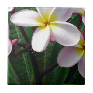 Hawaiianische Plumeria-Blume Fliese