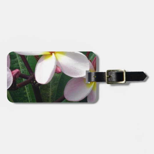 Hawaiianische Plumeria Blume Gepäckanhänger (Vorderseite horizontal)
