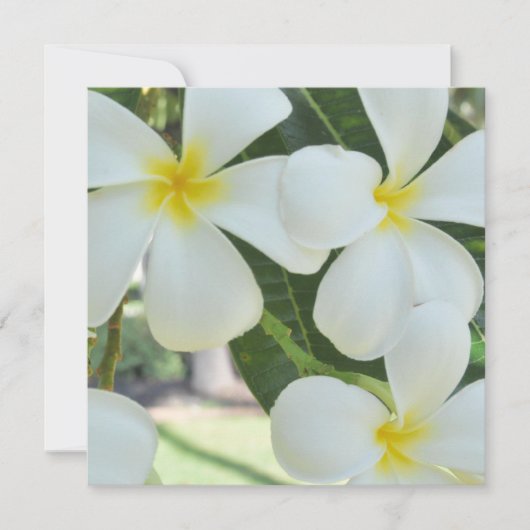 Hawaiianische Plumeria Hochzeitseinladung Einladung (Vorderseite)