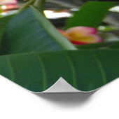 Hawaiianische Plumeria Poster (Ecke)