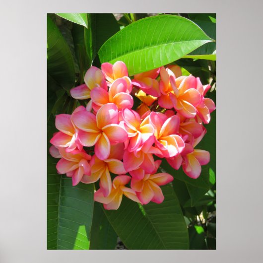 Hawaiianische Plumeria Poster (Vorne)