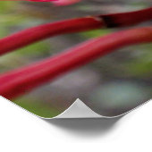 Hawaiianische Plumeria Poster (Ecke)