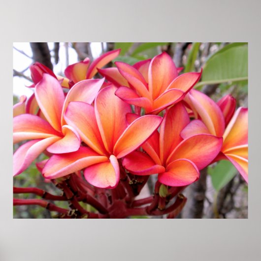 Hawaiianische Plumeria Poster (Vorne)
